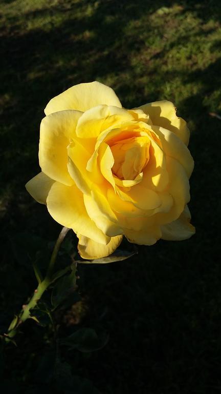 ורונה Agriturismo Corte Carolina מראה חיצוני תמונה